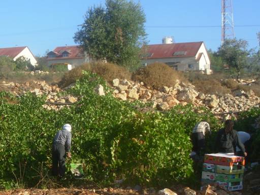 Beit Ummar, Hébron : vendanger en Palestine, c'est aussi resister
